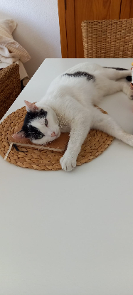 Adopter Peaky