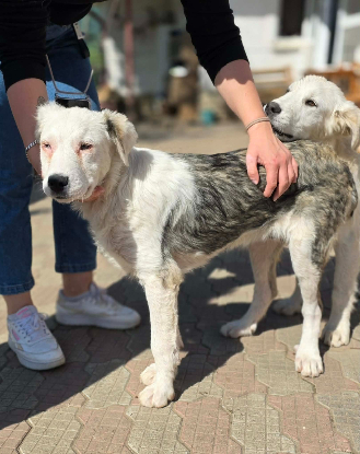 Adopter Soren