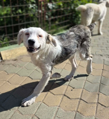 Adopter Soren
