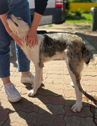 Adoption Soren