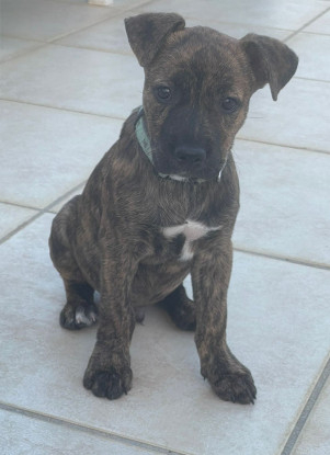Adopter Jazzy