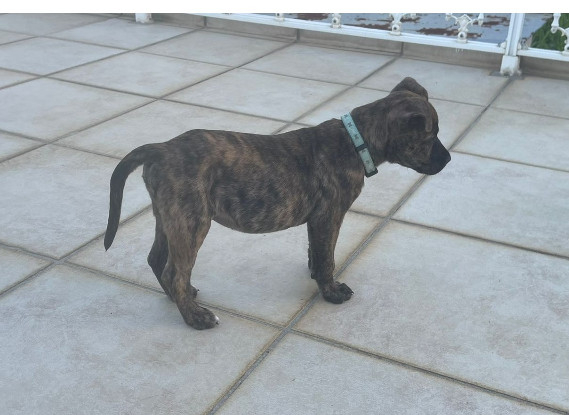 Adopter Jazzy