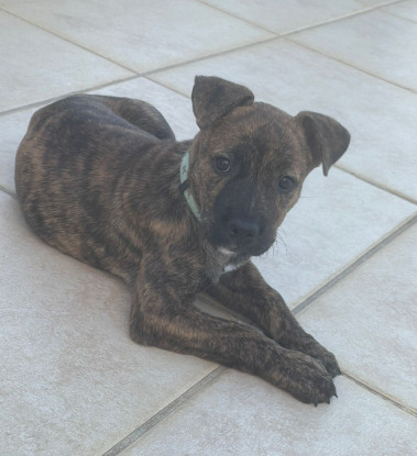 Adopter Jazzy