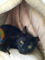 Adopter  chat : Stach
