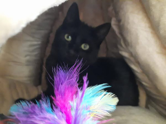 Adopter Stach