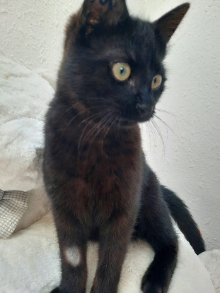 Adopter Stach