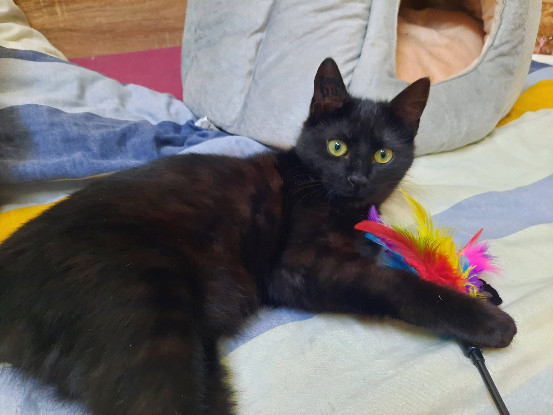 Adoption Stach
