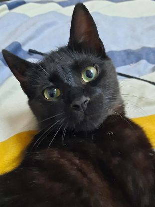 Adopter Stach