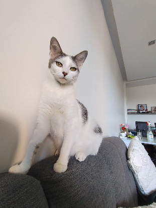 Adopter Atlas