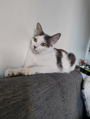 Adopter Atlas