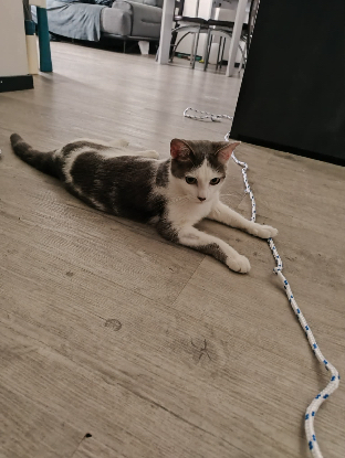 Adopter Atlas