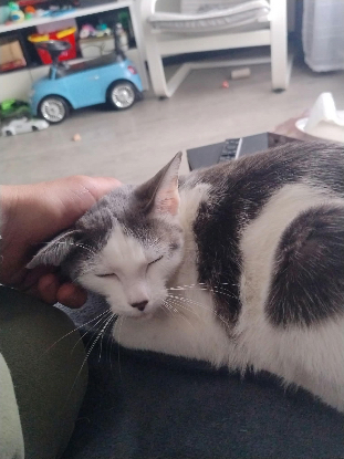 Adoption Atlas