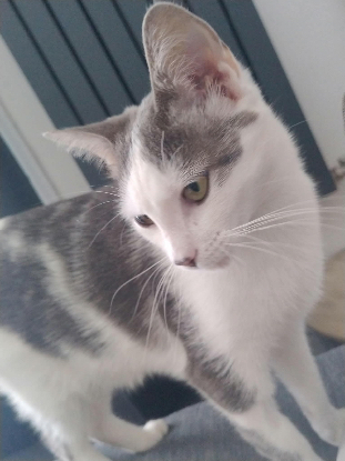Adoption Atlas