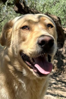 Adopter  chien : Bilbo