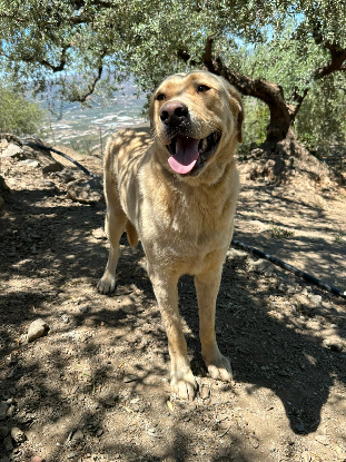 Adopter Bilbo
