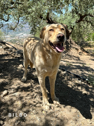 Adopter Bilbo