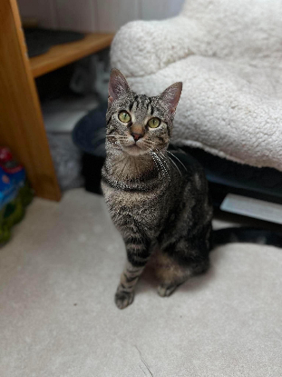 Adopter Yona