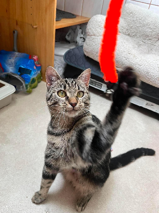 Adopter Yona