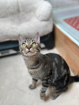 Adopter Yona