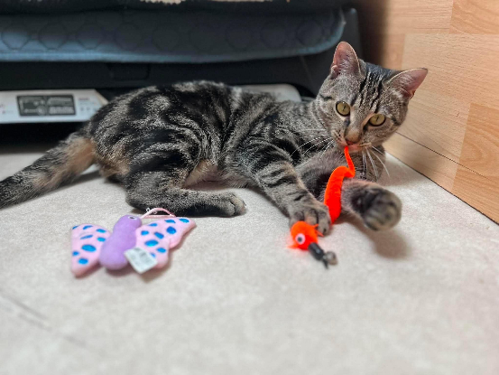 Adopter Yona