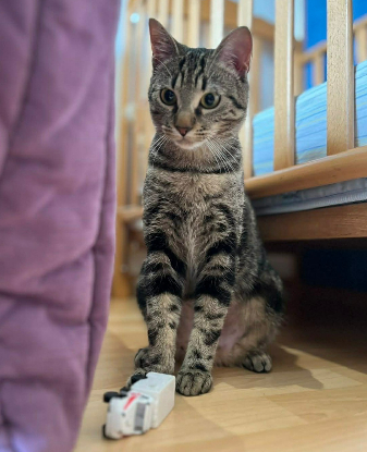 Adoption Yona