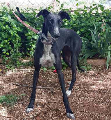 Adopter Rita