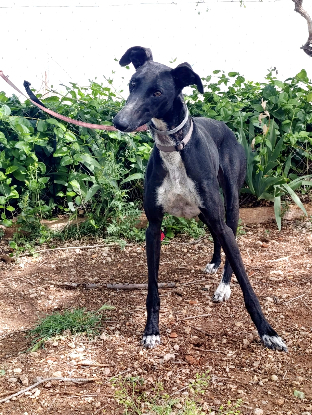 Adopter Rita