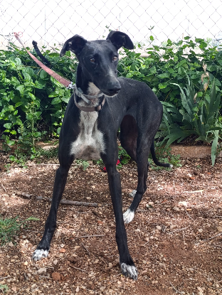 Adopter Rita