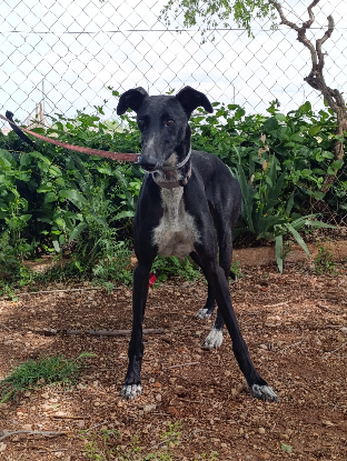 Adoption Rita