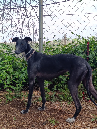 Adoption Rita