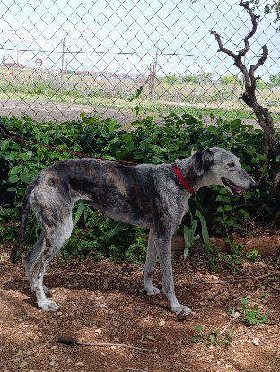 Adopter Farala