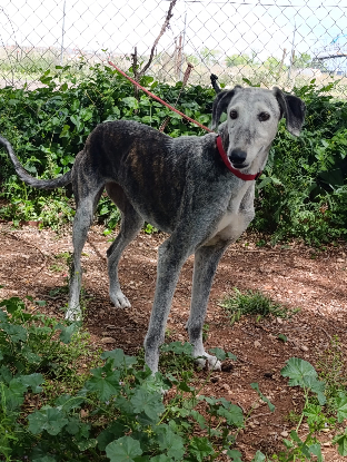 Adopter Farala