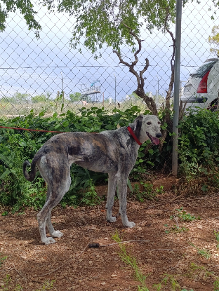 Adoption Farala