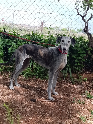 Adoption Farala