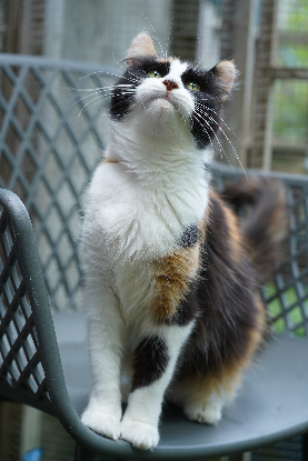 Adopter Sakura