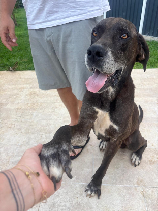 Adopter Vaïko