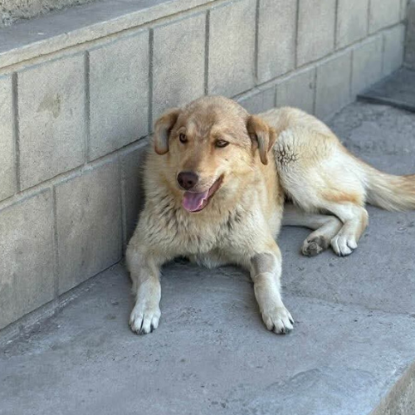 Adopter Blonda