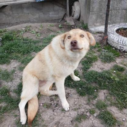 Adopter Blonda