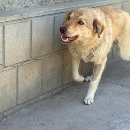 Adoption Blonda