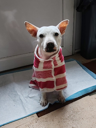 Adoption Emma