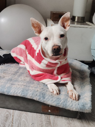 Adoption Emma