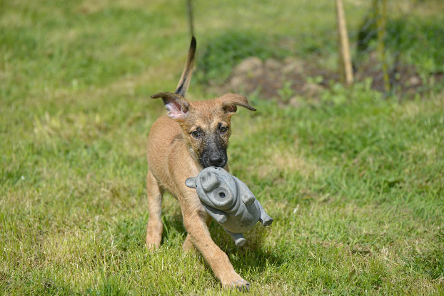 Adopter Balto