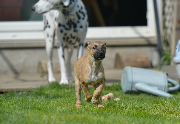Adoption Balto