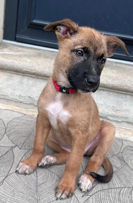 Adopter Saly