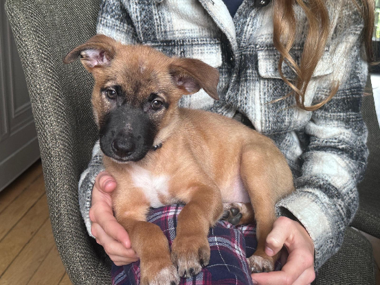 Adoption Saly
