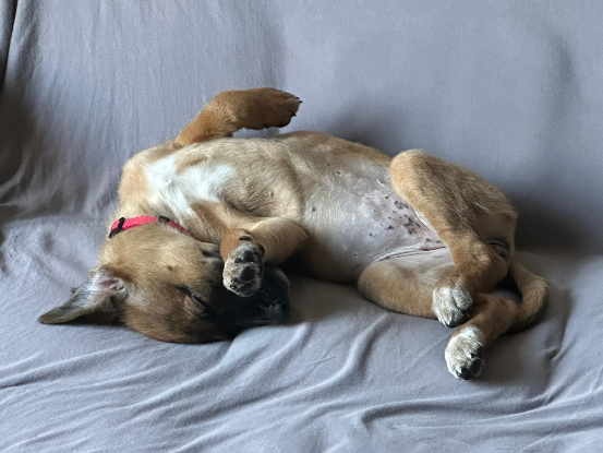 Adoption Saly