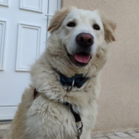 Adopter  chien : Leon