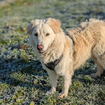 Adopter Leon
