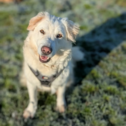 Adopter Leon