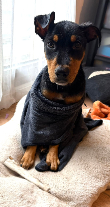 Adopter Bobby